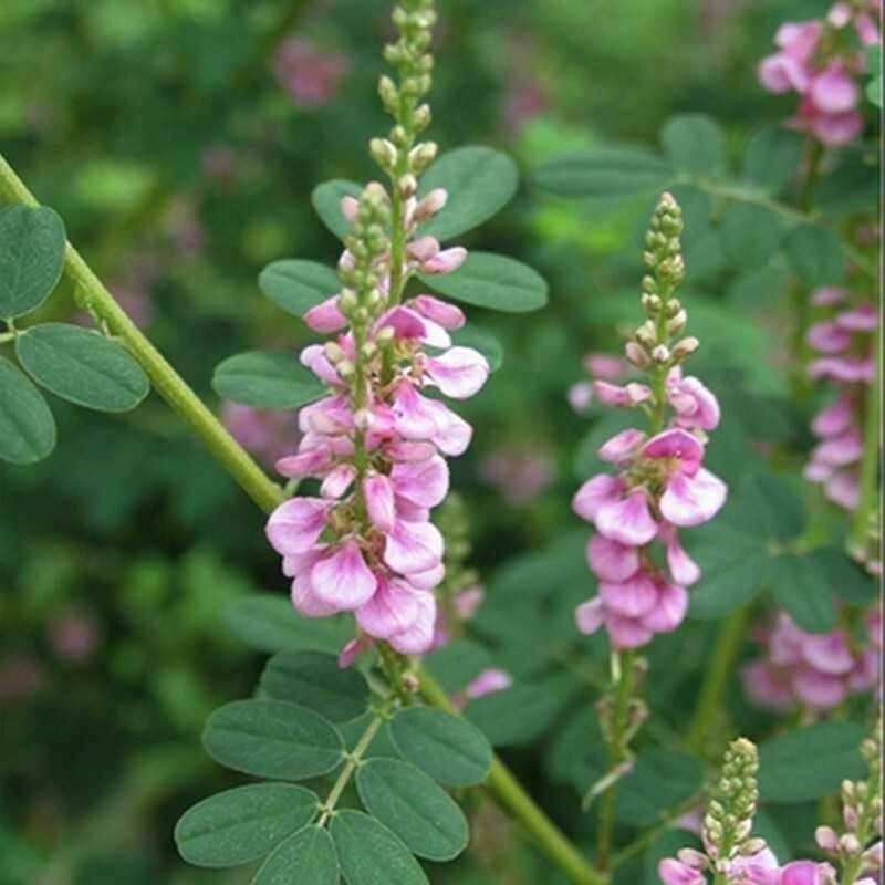 多花木兰种子护坡固土专用草籽荒山复绿灌木丛树籽四季可播马