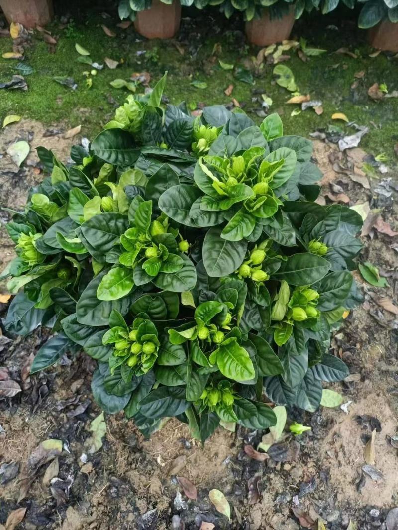 栀子花基地直供90#120#160#230#叶色翠绿
