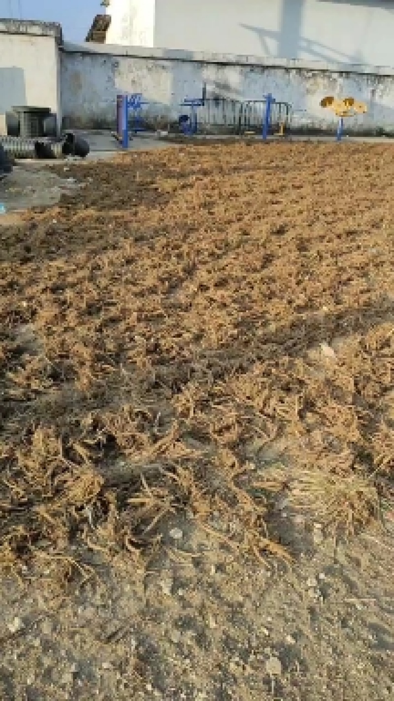 续断根续断干货中药材一手货源货源充足