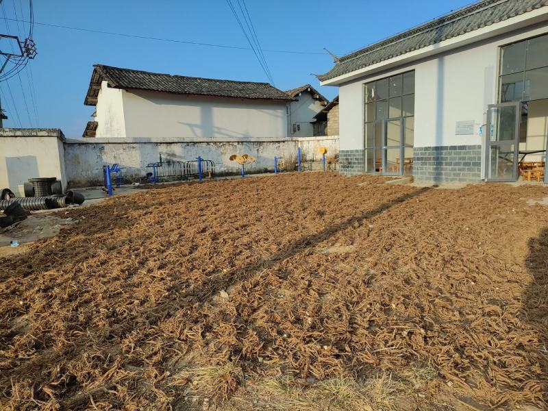 续断根续断干货中药材一手货源货源充足