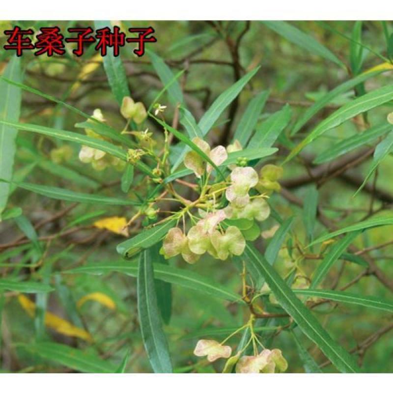 供应车桑子种子林木种子坡柳种子明油子种子铁扫把明子柴种子