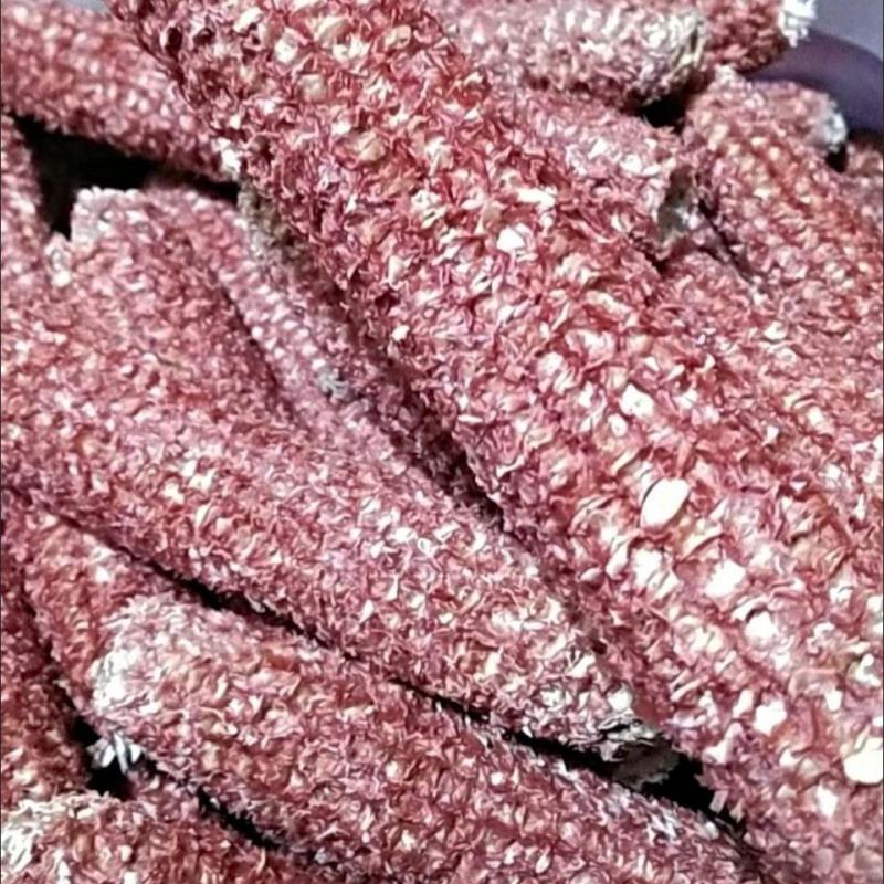 玉米芯玉米芯可做动物饲料蘑菇培植