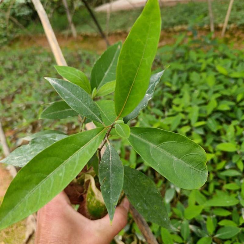木姜子苗山胡椒苗山苍子苗营养杯苗润水不易失水成活率高