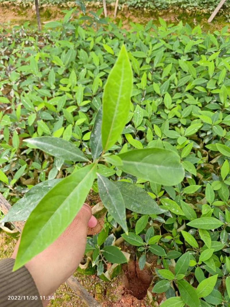 木姜子苗山胡椒苗山苍子苗营养杯苗润水不易失水成活率高