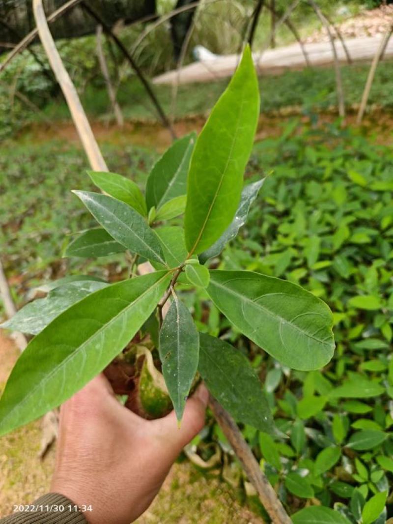 木姜子苗山胡椒苗山苍子苗营养杯苗润水不易失水成活率高