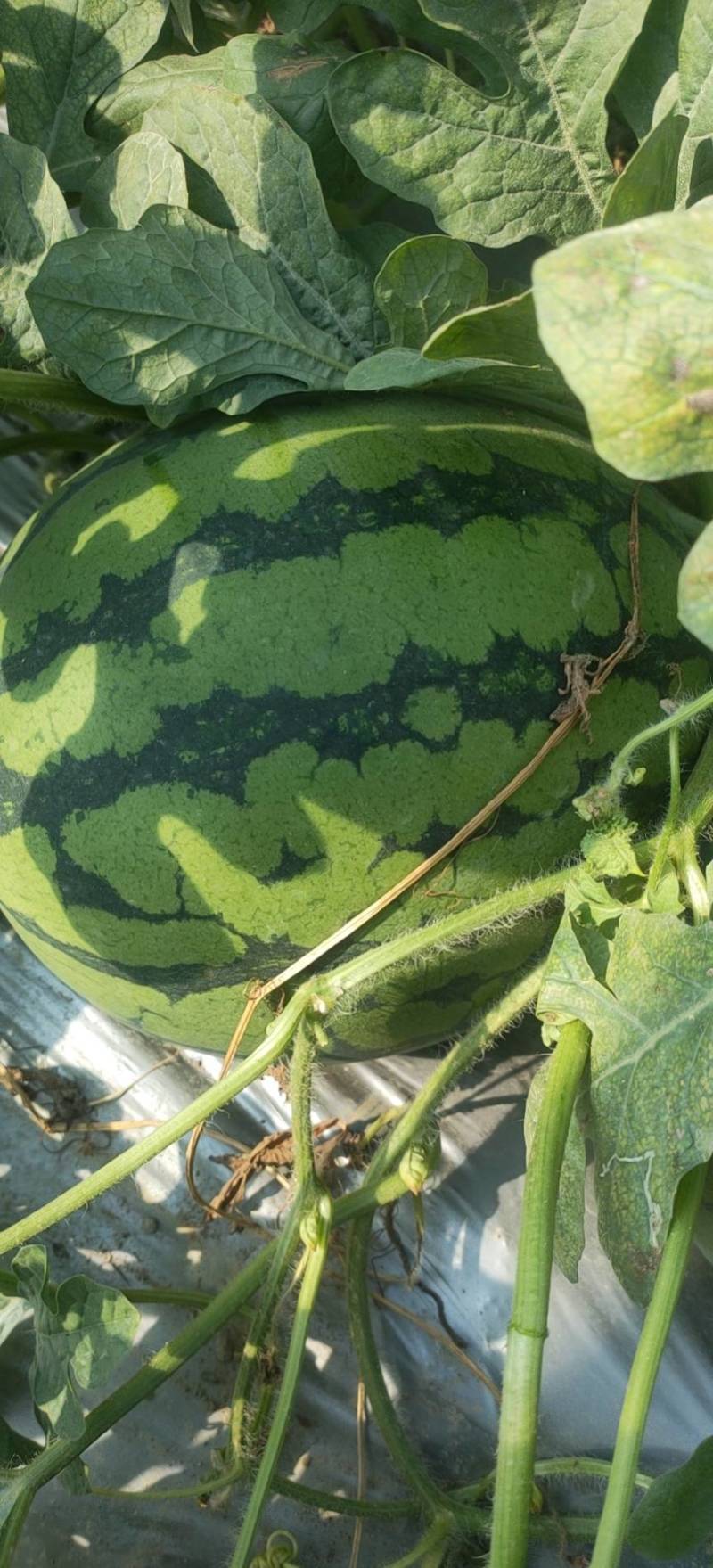 【推荐】西瓜产地基地货源量大从优可视频看货一手货源