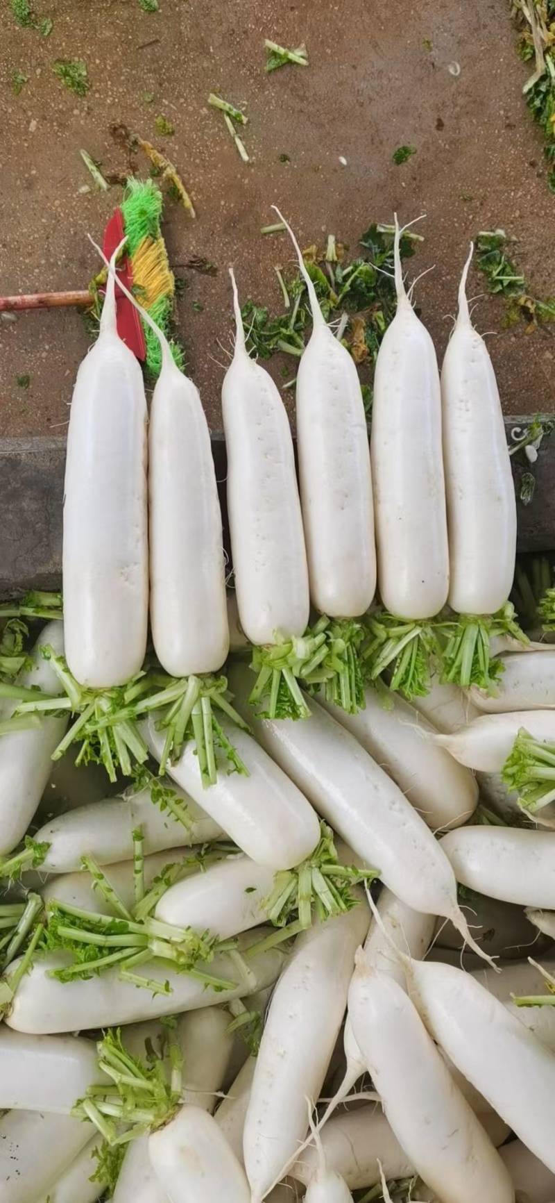 白萝卜