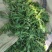 鲜荠菜，菜品新鲜，保质保量，物美价廉欢迎新老客户来电咨询