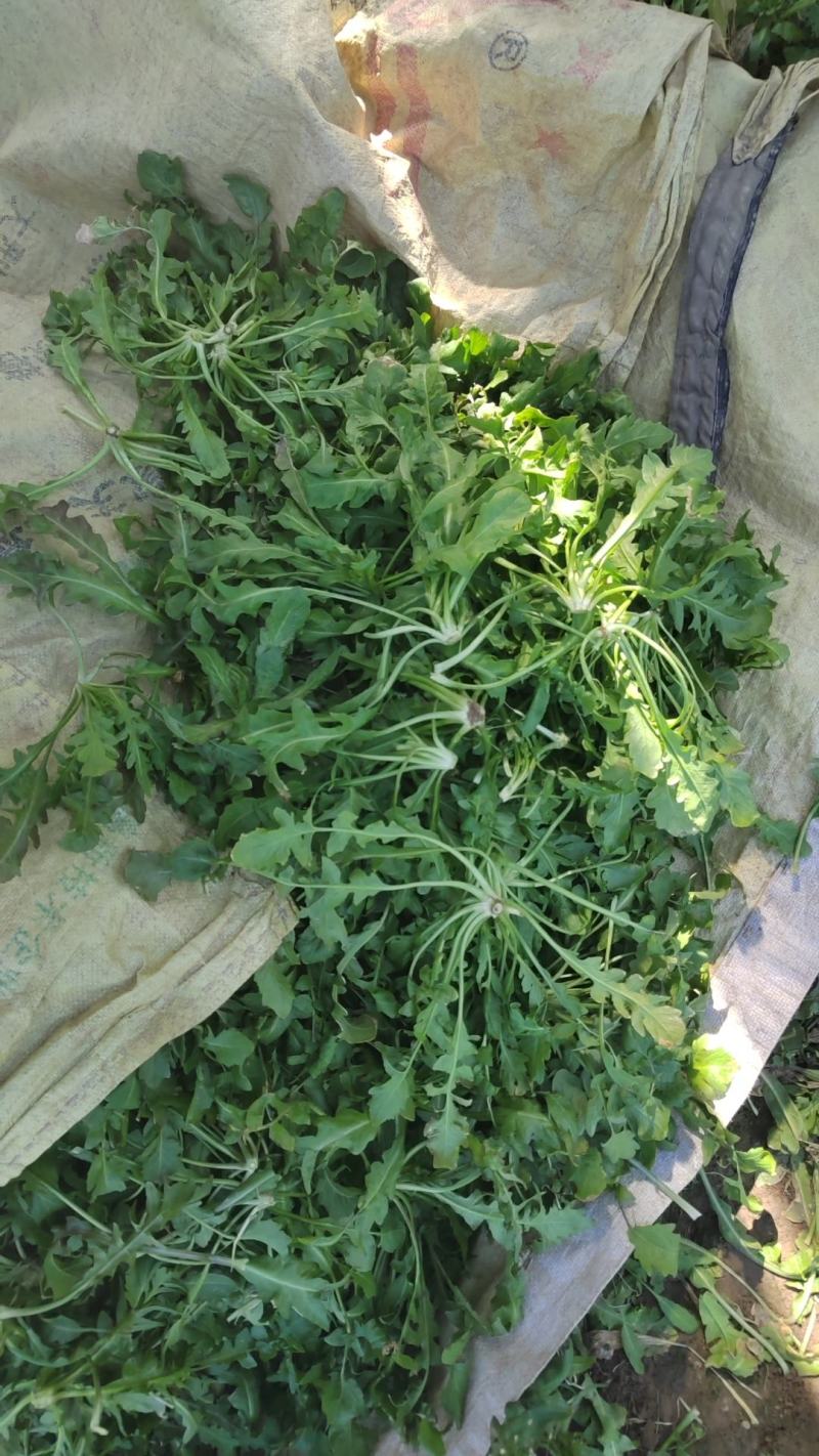 鲜荠菜，菜品新鲜，保质保量，物美价廉欢迎新老客户来电咨询