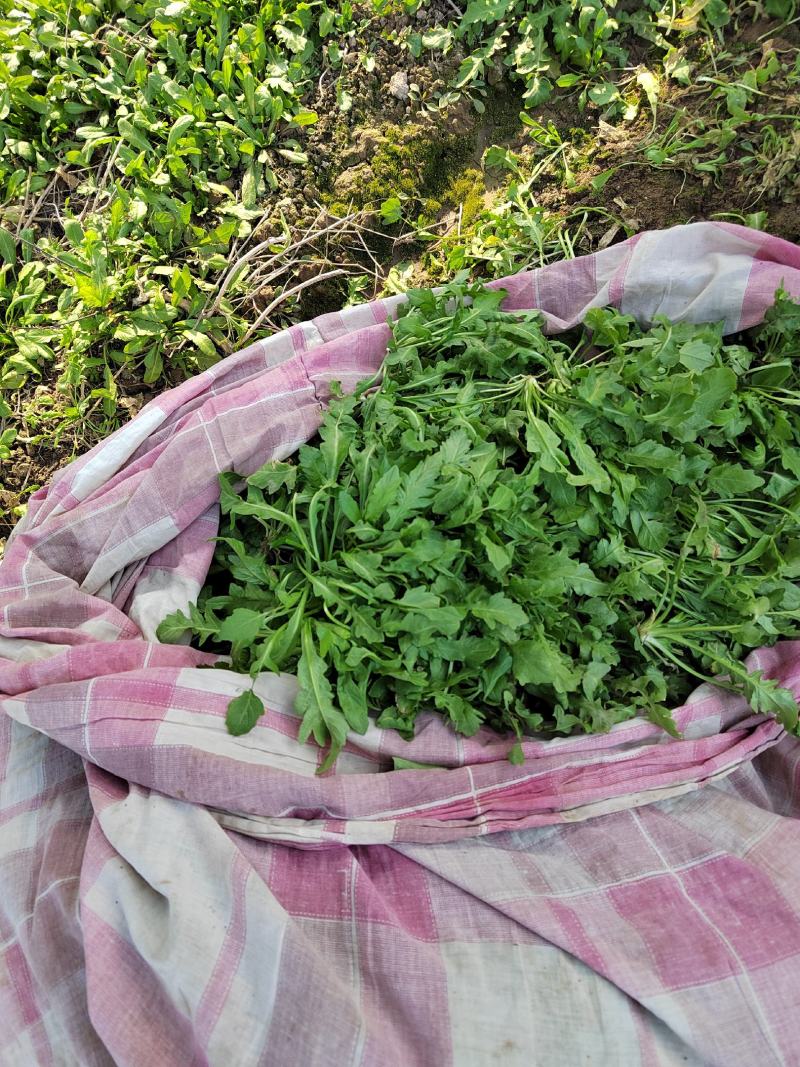 鲜荠菜，菜品新鲜，保质保量，物美价廉欢迎新老客户来电咨询