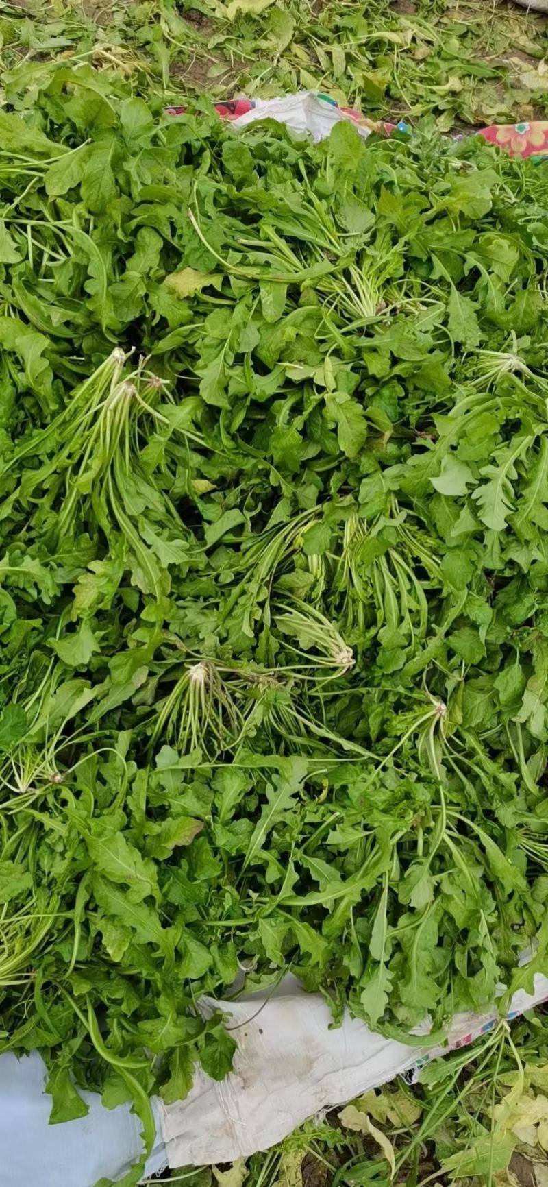 鲜荠菜，菜品新鲜，保质保量，物美价廉欢迎新老客户来电咨询