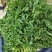 鲜荠菜，菜品新鲜，保质保量，物美价廉欢迎新老客户来电咨询