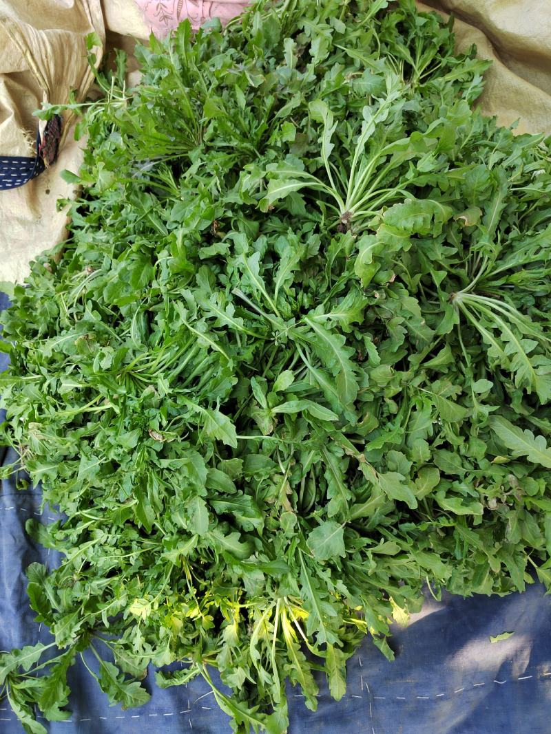 鲜荠菜，菜品新鲜，保质保量，物美价廉欢迎新老客户来电咨询