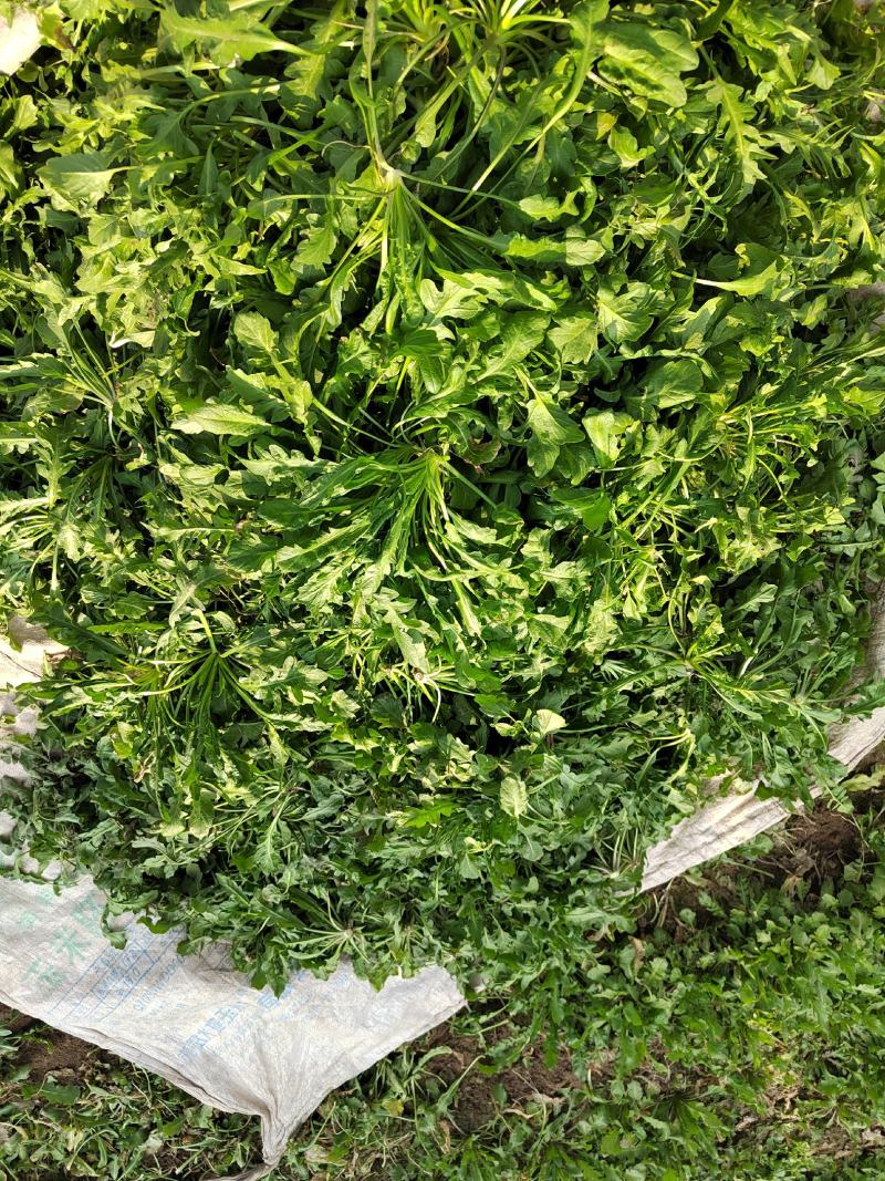 鲜荠菜，菜品新鲜，保质保量，物美价廉欢迎新老客户来电咨询