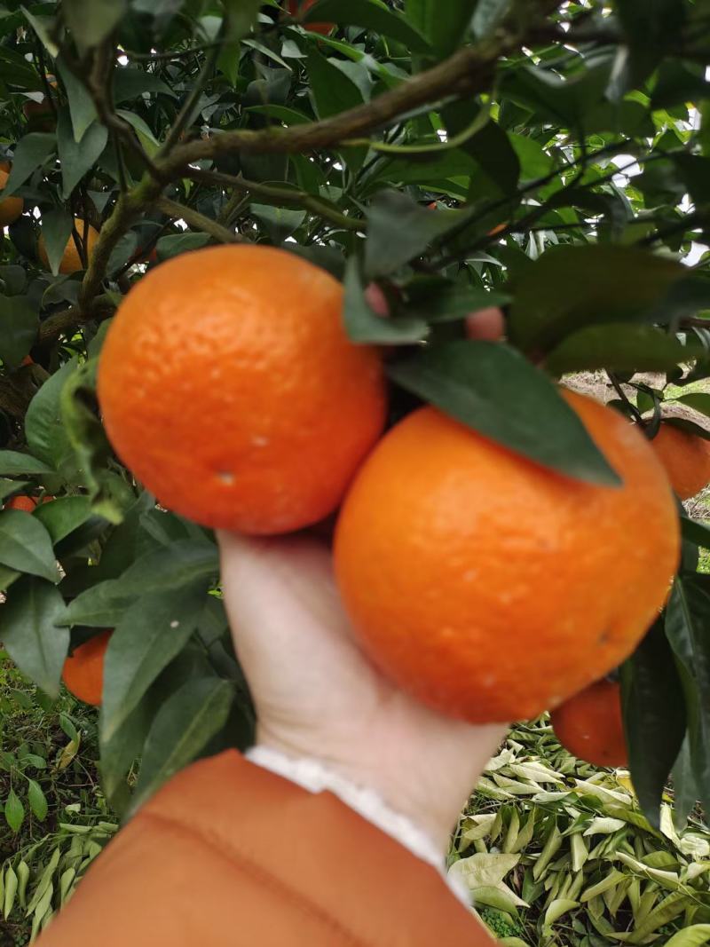 沃柑颜色火红口红纯甜适合全国各大市场电商平台！