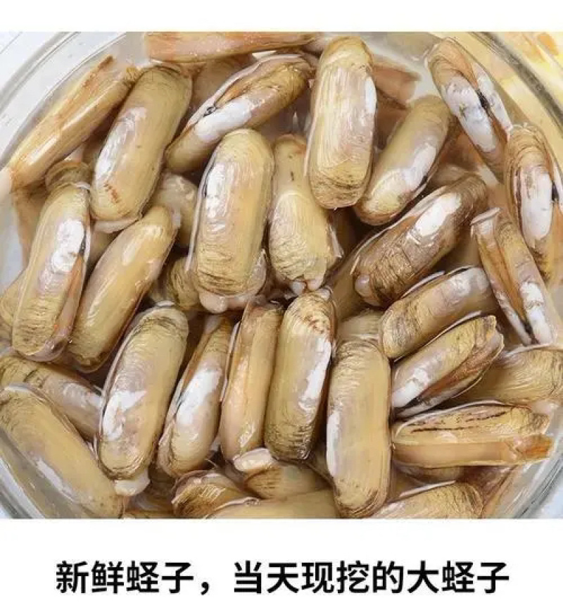 新鲜上水蛏子头天下单头天发货产地直发量大从优