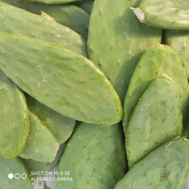 希幔米邦塔食用仙人掌
