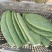 希幔米邦塔食用仙人掌