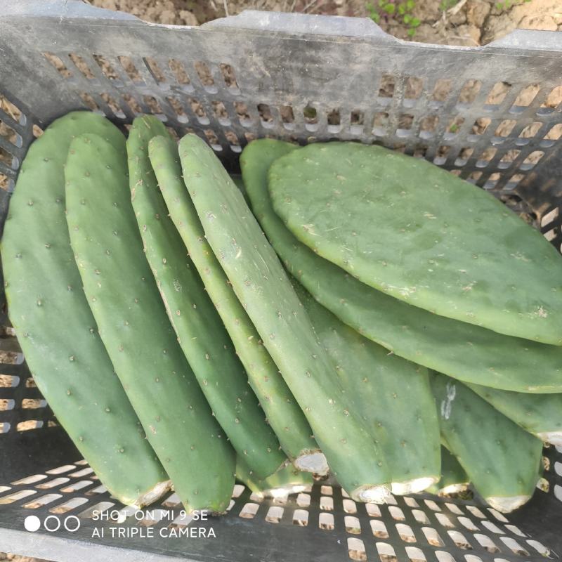 希幔米邦塔食用仙人掌