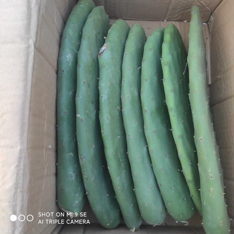 希幔米邦塔食用仙人掌