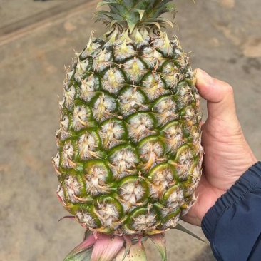 【推荐】菠萝基地货源量大从优可视频看货一手货源