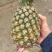 【推荐】菠萝基地货源量大从优可视频看货一手货源