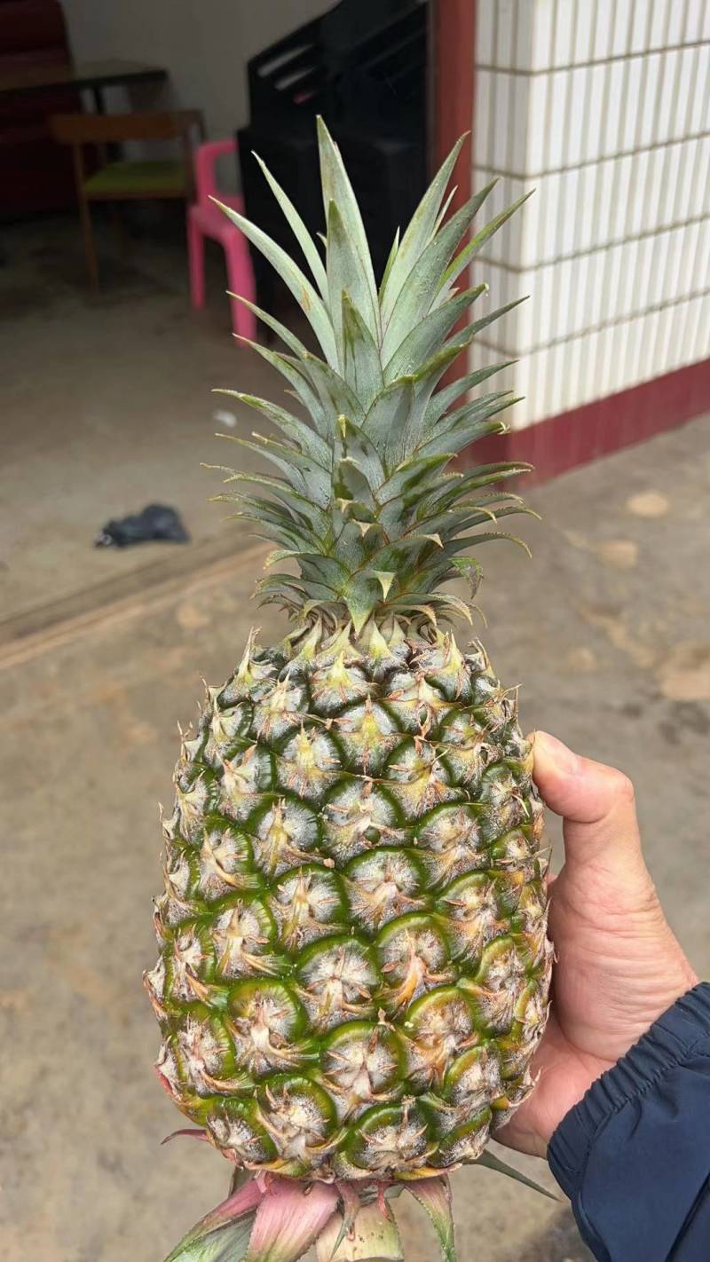 【推荐】菠萝基地货源量大从优可视频看货一手货源