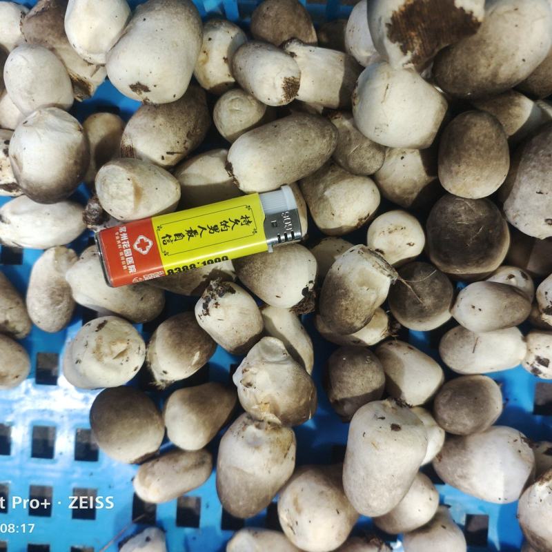 工厂化鲜草菇，厂里直供，物美价廉，量大从优，