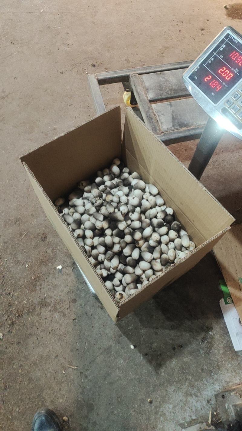 工厂化鲜草菇，厂里直供，物美价廉，量大从优，