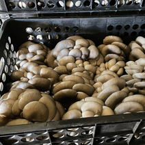 山东蘑菇平菇产地货源充足品质高产地直销