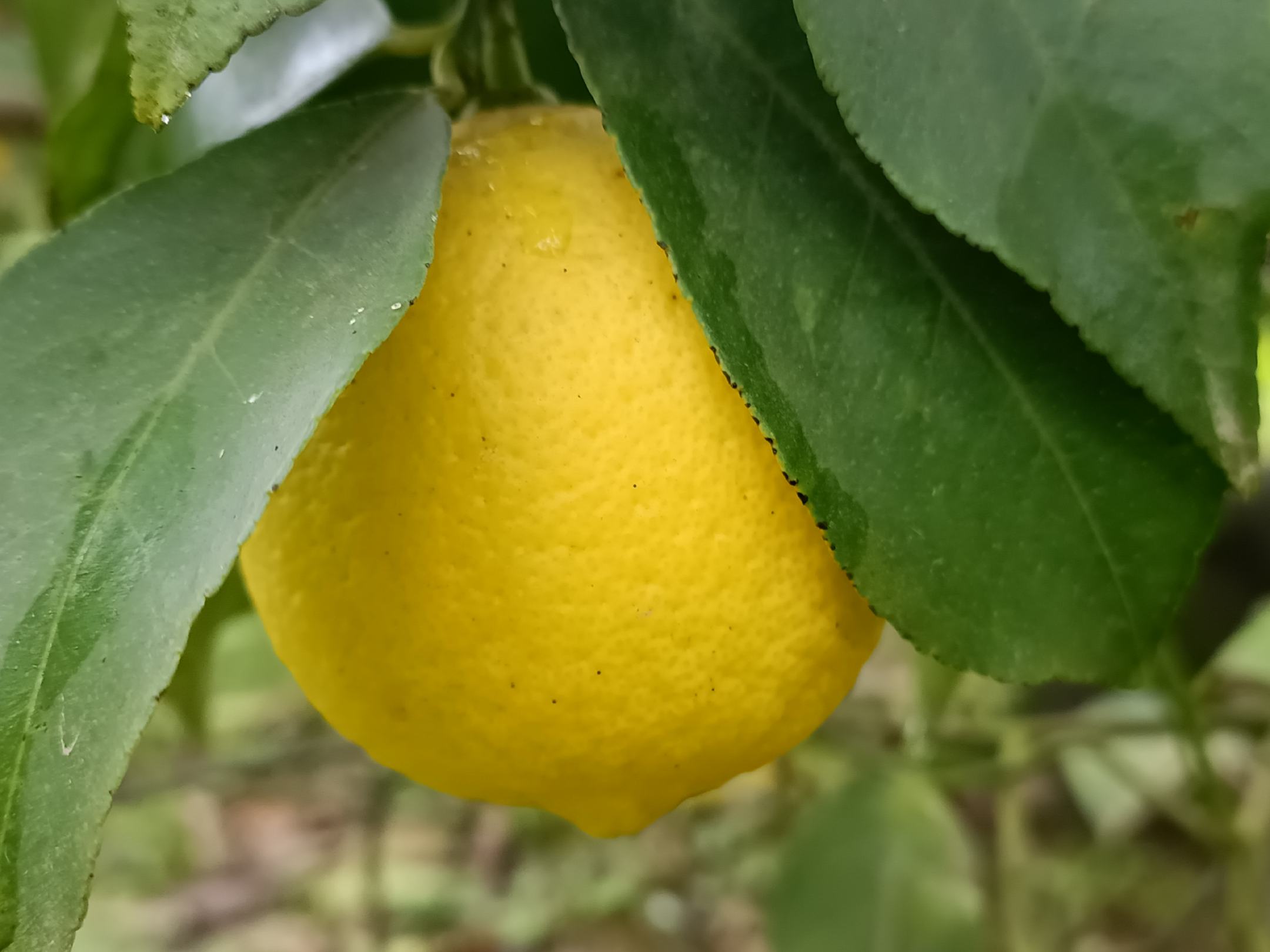 尤力克柠檬成熟果园,黄绿色果实挂满枝头,阳光透过树叶洒落 尤力克柠檬果园