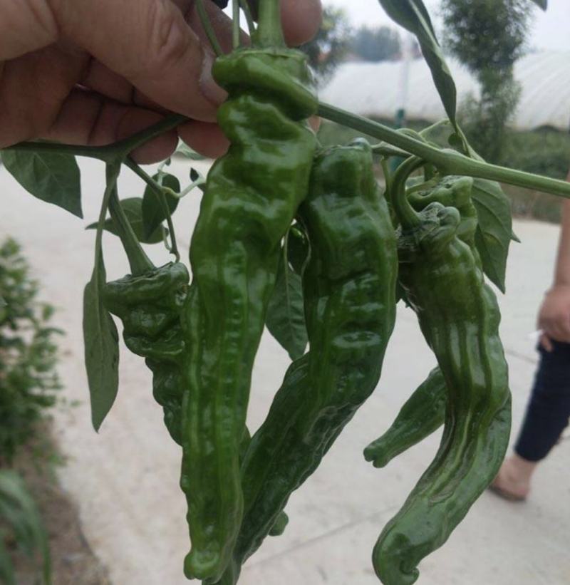山东鲜辣椒精品皱皮椒基地直供一手货源欢迎老板采购