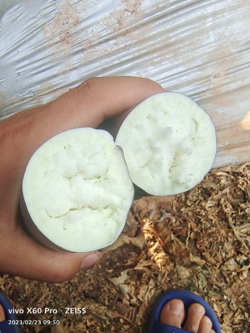 云南楚雄烧烤茄子量大从优常年对接各大商超平台