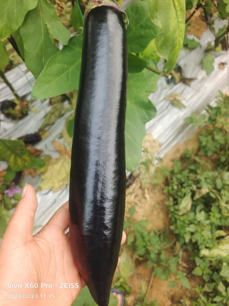 云南楚雄烧烤茄子量大从优常年对接各大商超平台