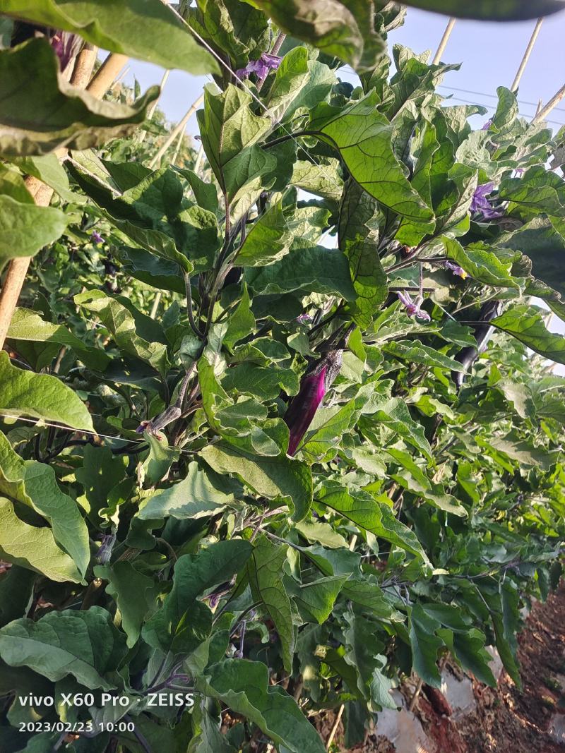 云南楚雄烧烤茄子量大从优常年对接各大商超平台