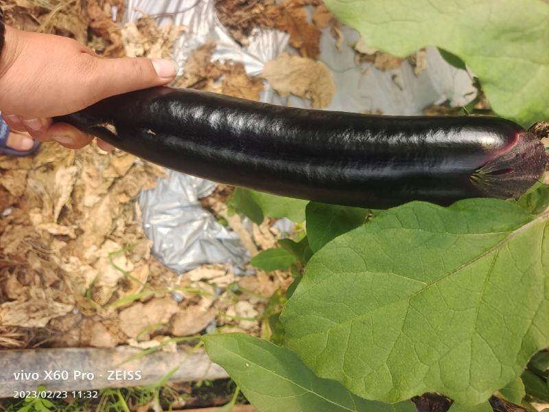 云南楚雄烧烤茄子量大从优常年对接各大商超平台