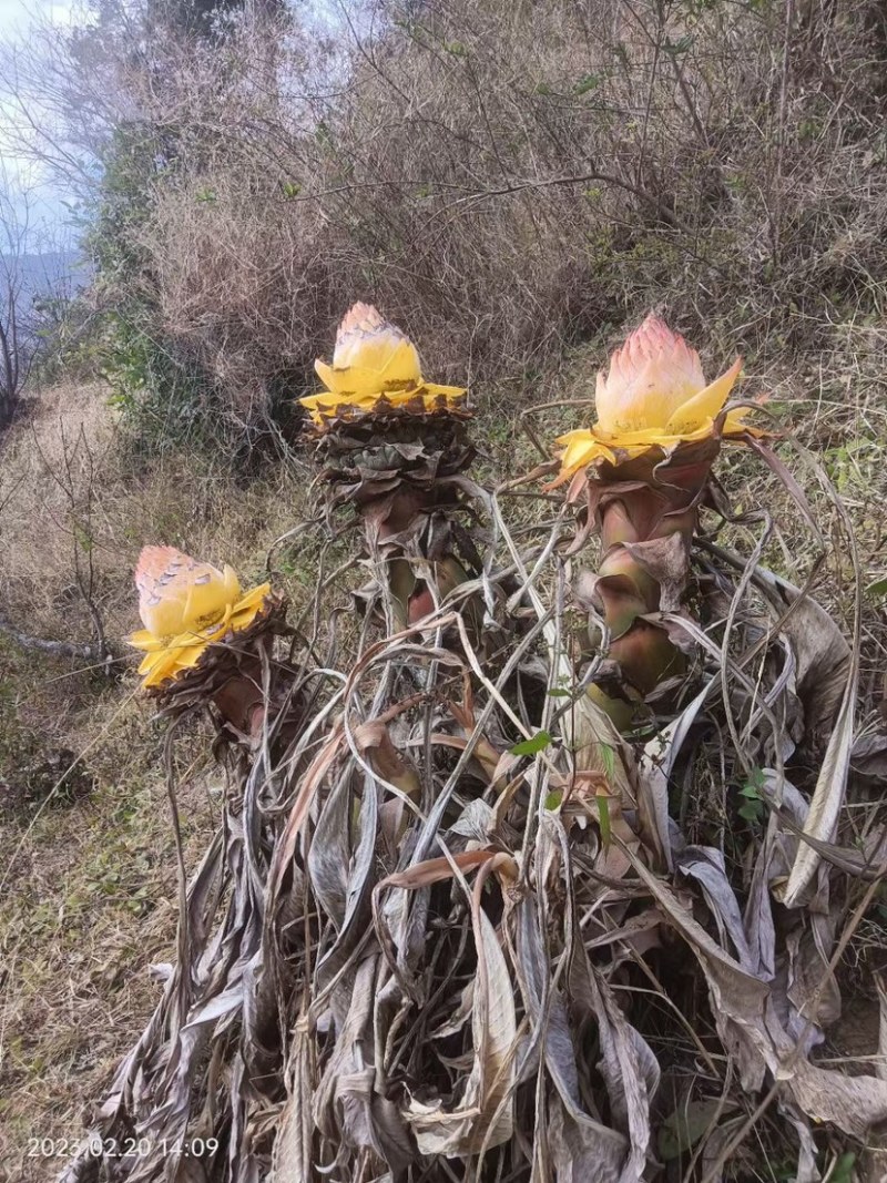 地涌金莲金芭蕉四季常绿可食用好养