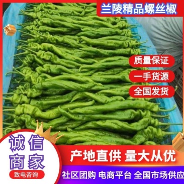 精品辣椒螺丝椒大量供货一手货源质量保证支持各种包装