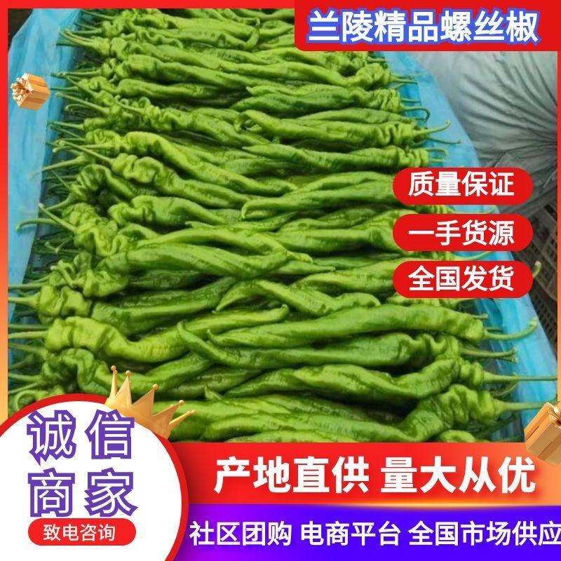 精品辣椒螺丝椒大量供货一手货源质量保证支持各种包装