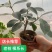 吸水石榕树云南大叶榕好养