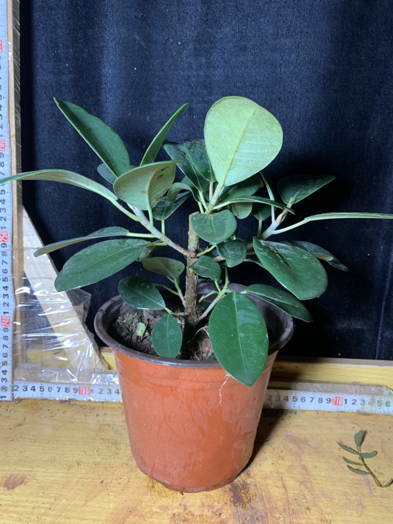 吸水石榕树云南大叶榕好养