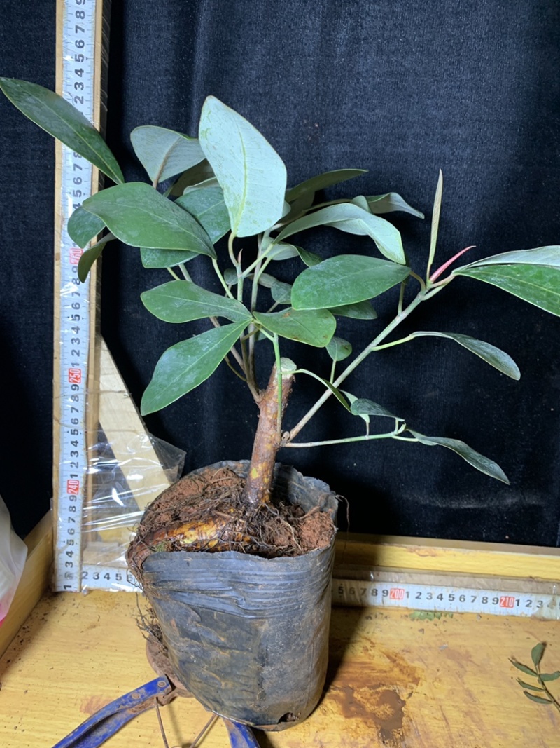 吸水石榕树云南大叶榕好养