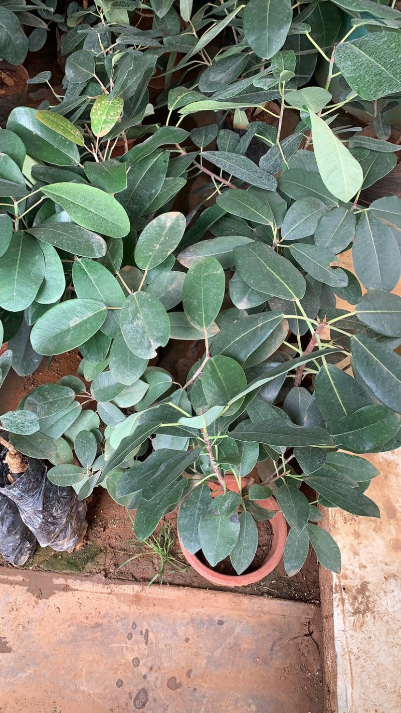 吸水石榕树云南大叶榕好养
