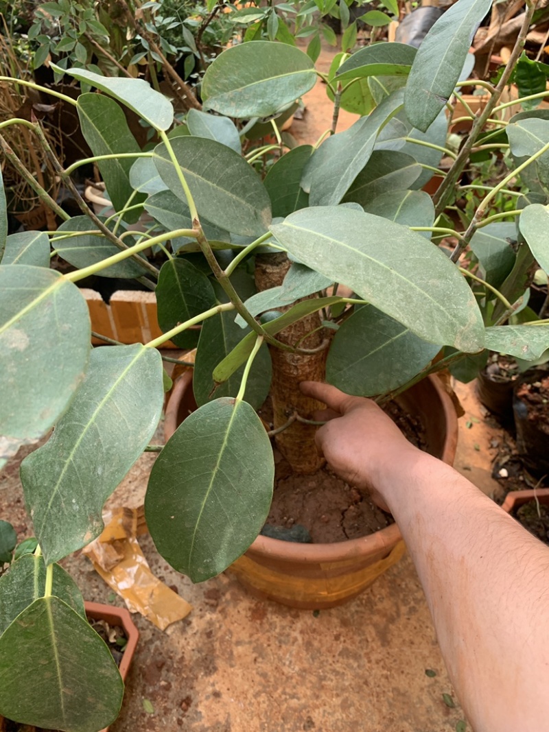 吸水石榕树云南大叶榕好养