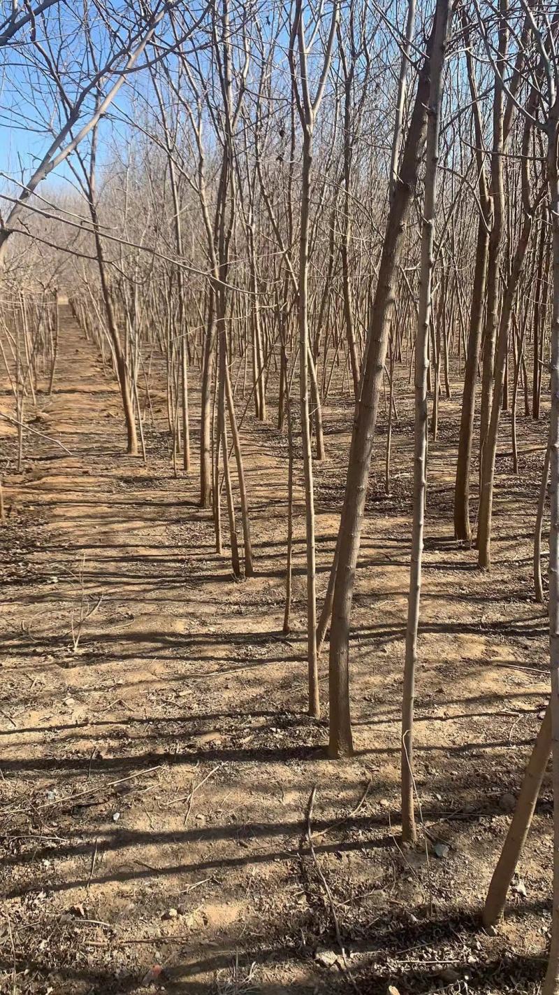 河北沧州嫁接桑树苗，野生苗全国发货，各种规格齐全。