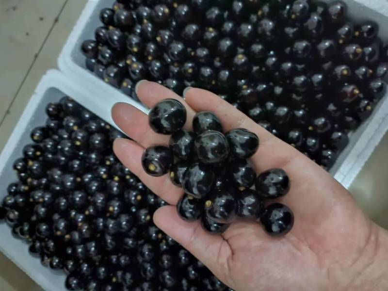 【牛商推荐】静海无籽树葡萄产地现货直发保质保量欢迎订购