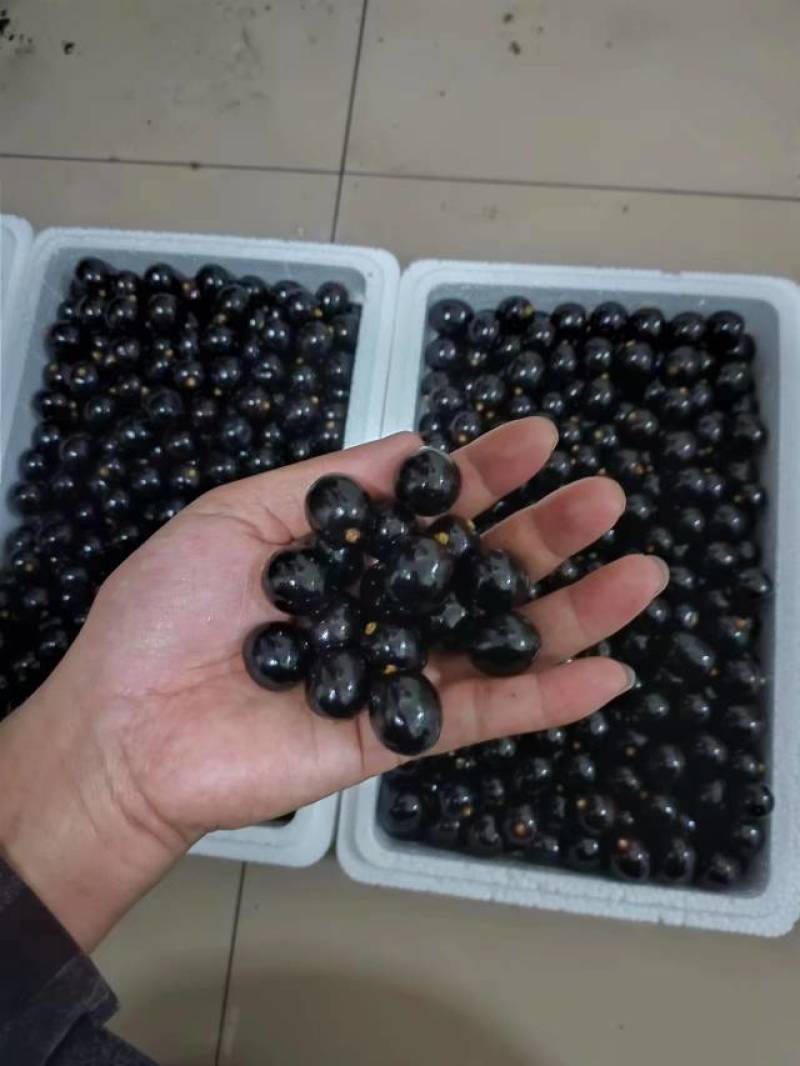 【牛商推荐】静海无籽树葡萄产地现货直发保质保量欢迎订购
