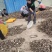 藏木香种苗（土木香）