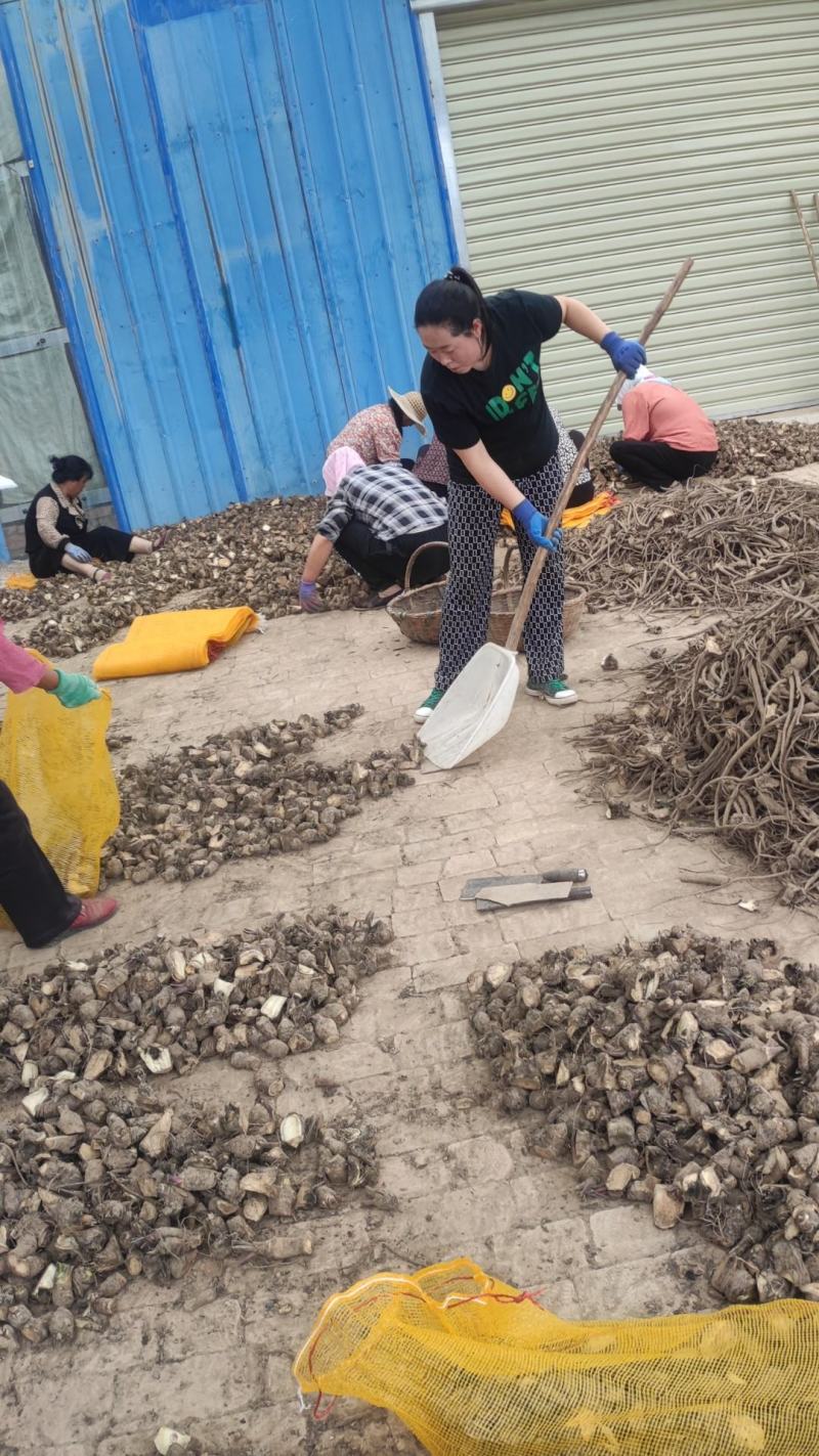 藏木香种苗（土木香）