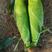海南精品泰系水果玉米，大量有货，需要联系，颗粒饱满